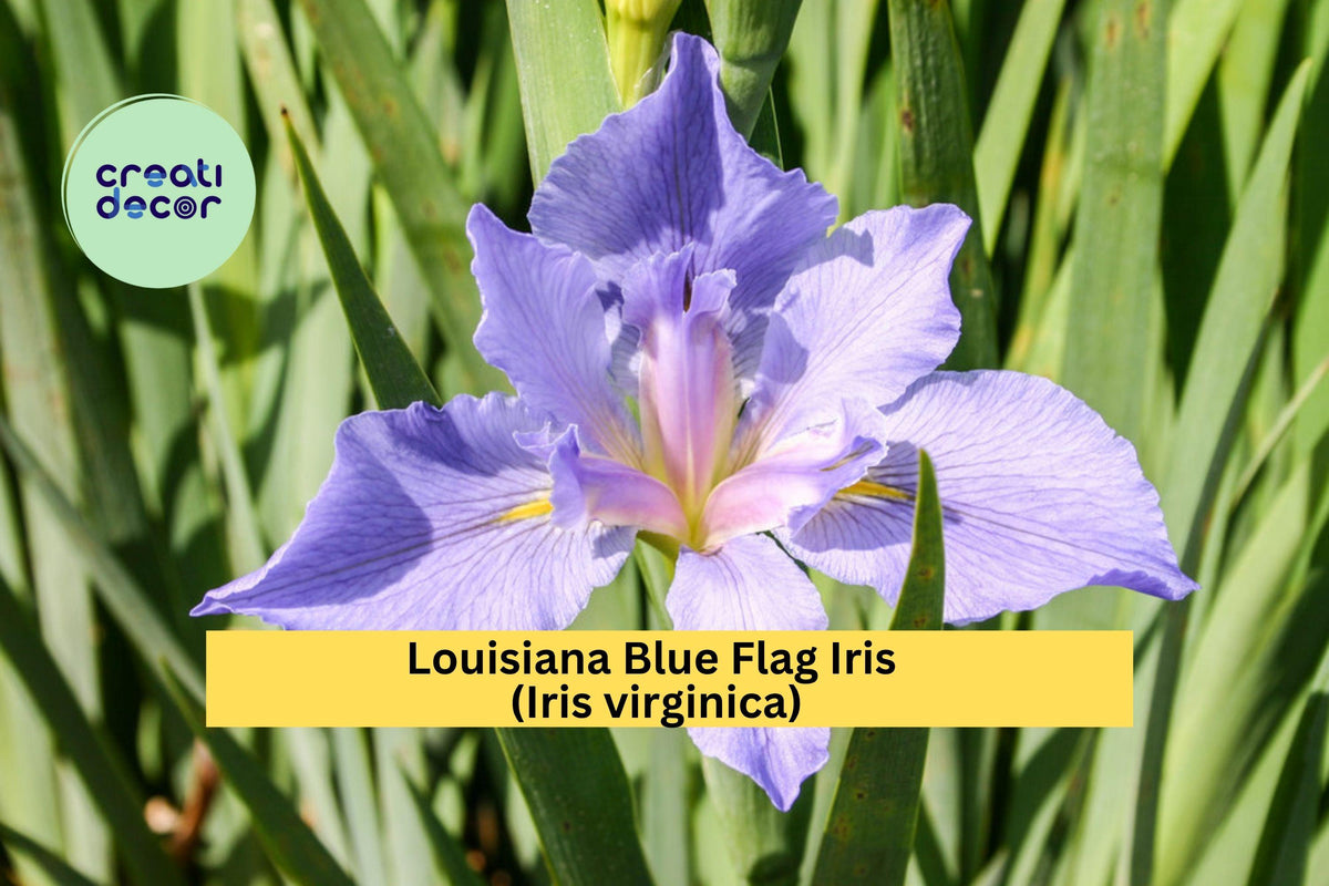 Louisiana Blue Flag Iris Live Aquatic Plant – Bare Root Iris virginica for Pond Edges & Wet Gardens – Native Perennial with Blue-Violet Flowers