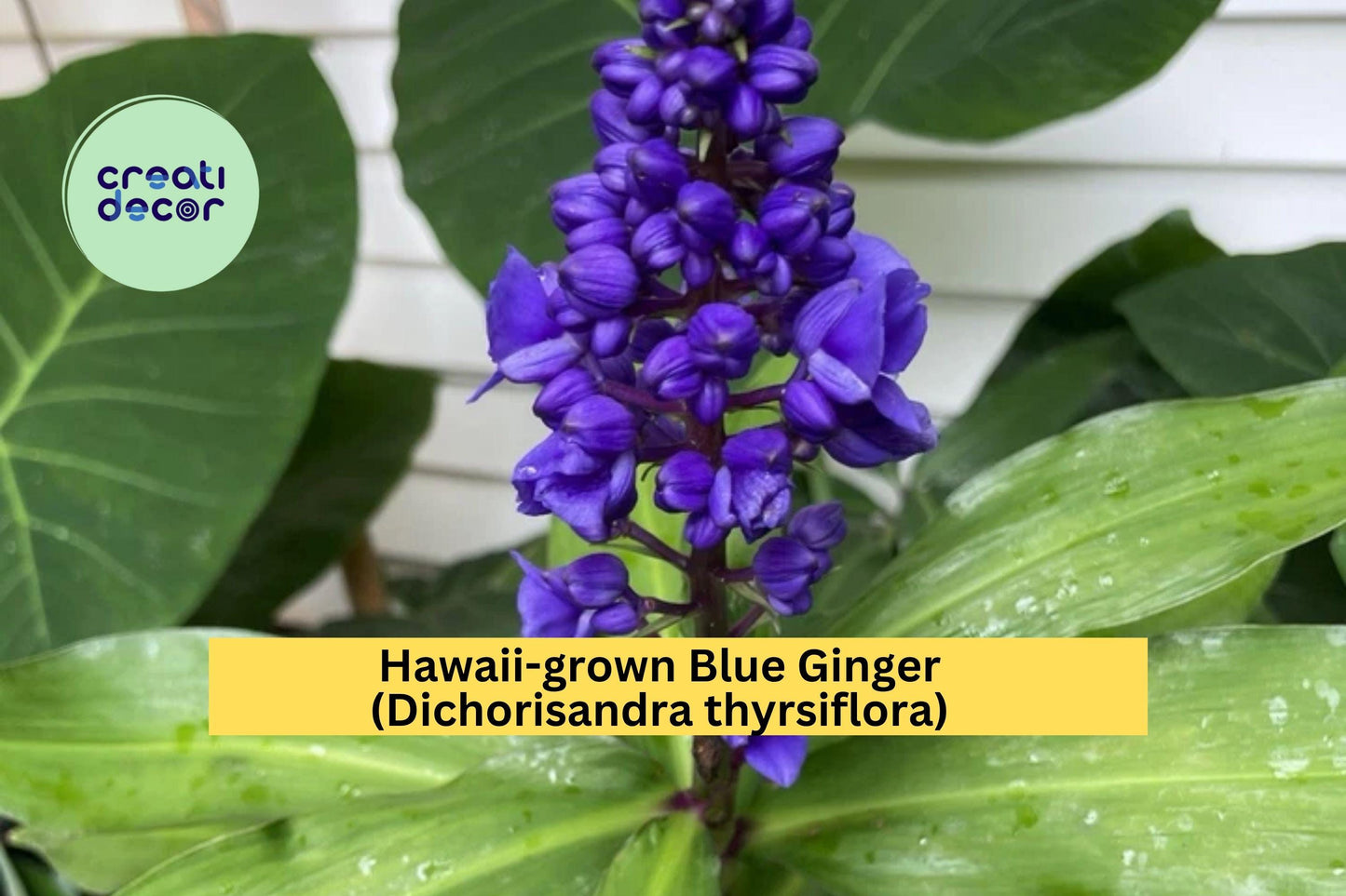 Blue Ginger Plant Cuttings – 3 Count Tropical Ornamental Dichorisandra thyrsiflora for Shade Gardens & Containers