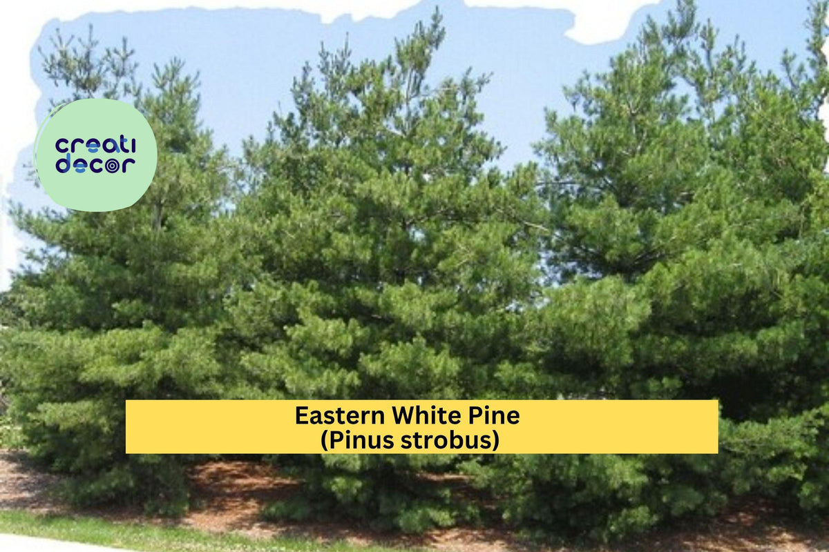 Eastern White Pine Tree Seedlings – 10 Bare Root Pinus strobus, Hardy Evergreen for Reforestation & Landscaping
