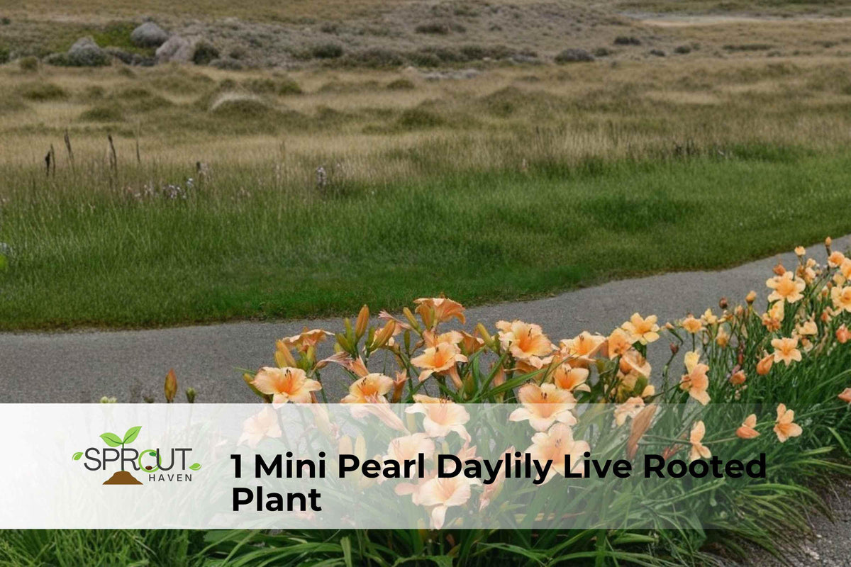 Mini Pearl Daylily Live Rooted Plant - Two-Tone Yellow & Red Hemerocallis Herbaceous Perennial