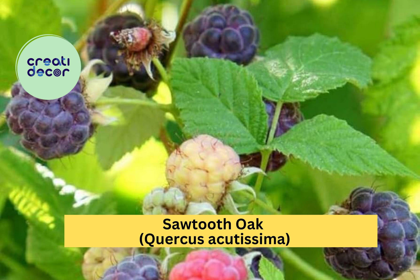 Glencoe Thornless Raspberry Plants – 2 Live Rubus idaeus ‘Glencoe’ with Sweet Purple Berries, Thornless Canes, Perennial Fruit Bush