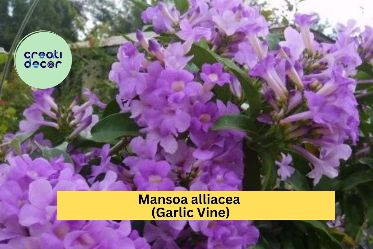 Garlic Vine Plant – Mansoa alliacea – Semi-Tropical Ornamental Vine with Purple Trumpet Flowers for Gardens & Patios