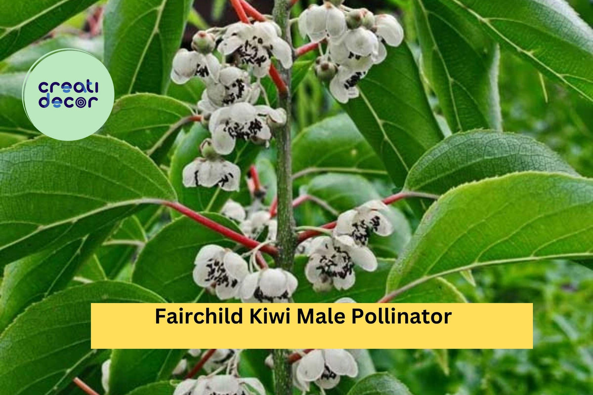 Fairchild Kiwi Male Pollinator Plant – Actinidia arguta – Hardy Vine for Fruit Garden & Pollination Zones 4-8