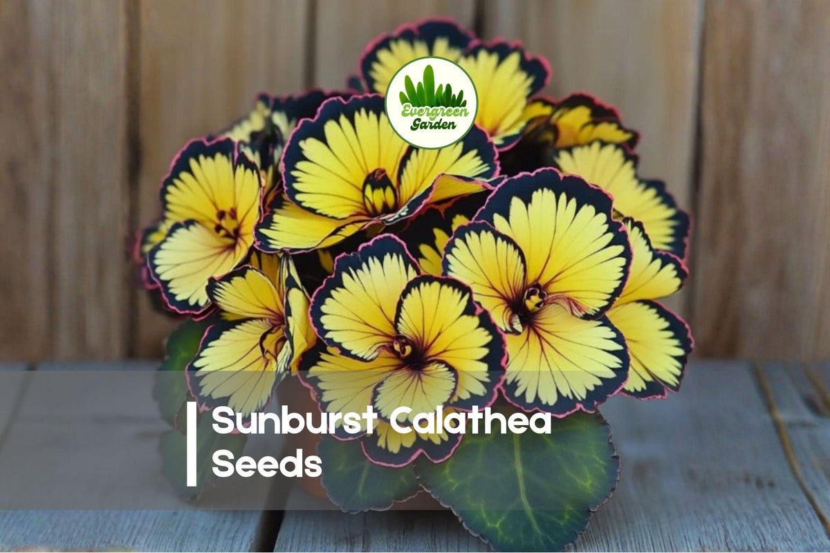 25+ Sunburst Calathea Seeds – Tropical Foliage Plant, Calathea roseopicta ‘Sunburst’, Striped Green & Yellow Variegation