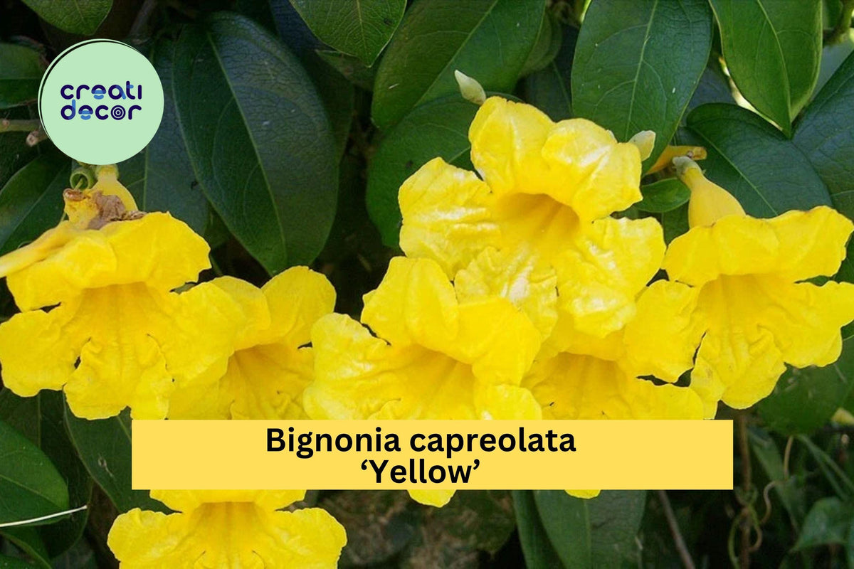 Yellow Crossvine Starter Plant – Bignonia capreolata ‘Yellow’ – Hardy Flowering Vine Attracts Butterflies & Hummingbirds