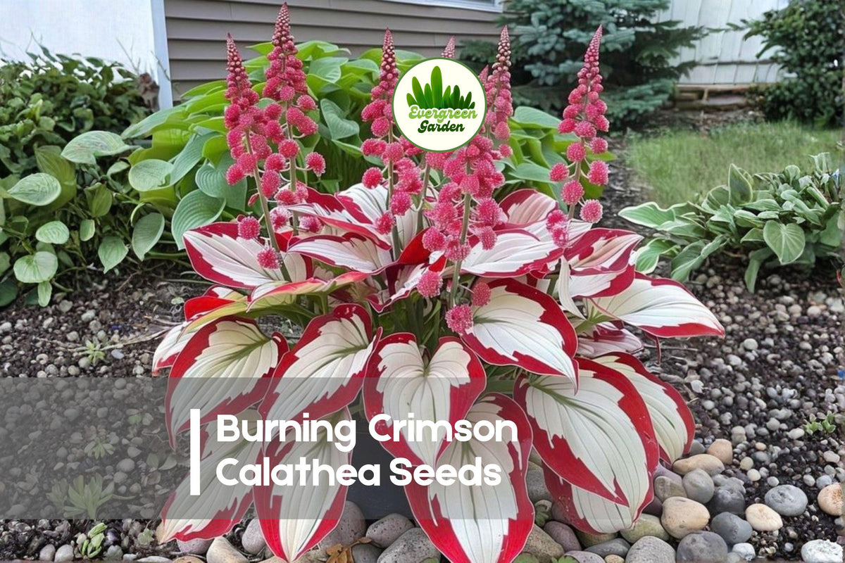 25+ Burning Crimson Calathea Seeds – Tropical Foliage Plant, Deep Red & Green Leaves, Calathea roseopicta, Indoor & Garden