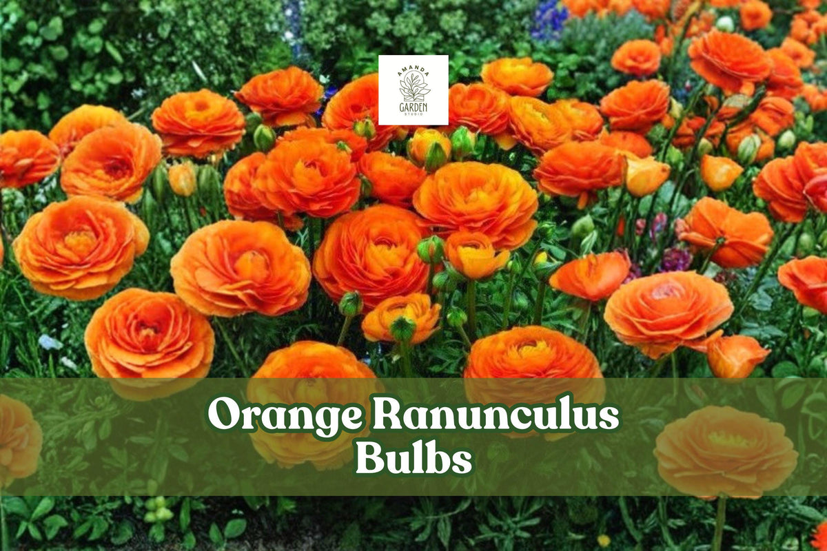 10 Orange Ranunculus Bulbs for Spring Garden, Ranunculus asiaticus, Bright Orange Flower Bulbs for Borders & Containers