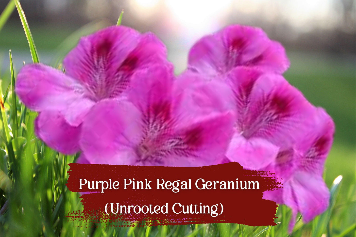 Purple-Pink Regal Geranium Cuttings, Unrooted Pelargonium Fancy Regal Hybrid, Flowering, Fragrant Foliage