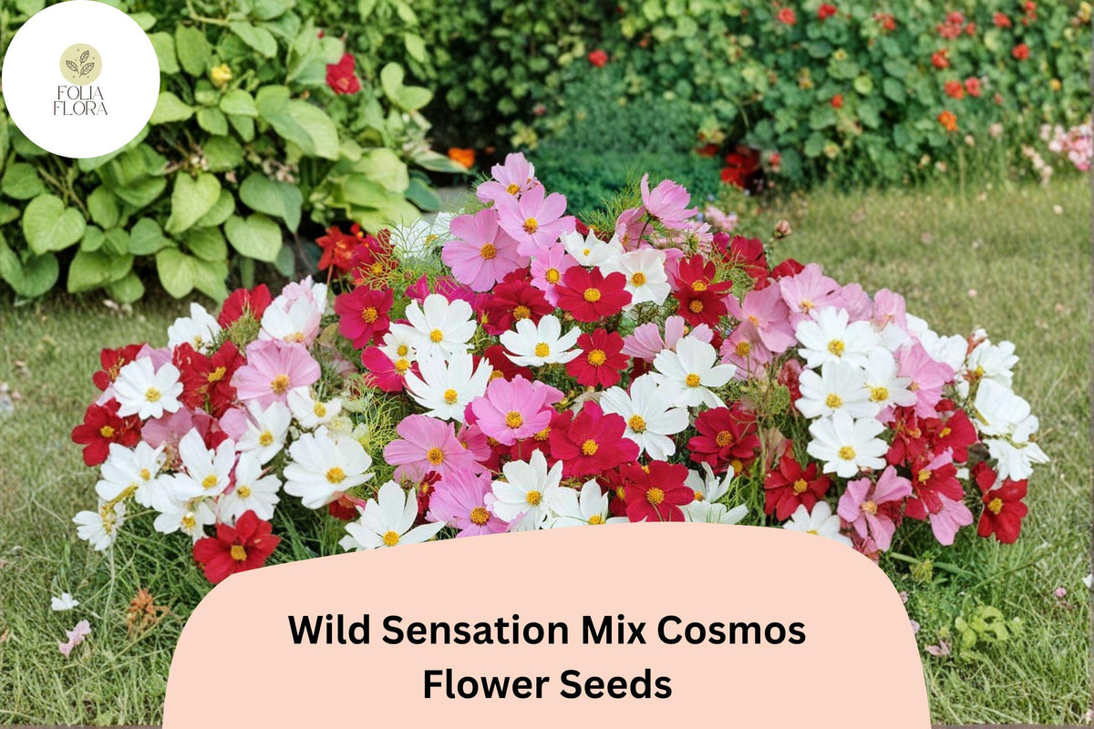 Wild Sensation Cosmos Seeds | Colorful Mix of Pink, White & Red | Cosmos bipinnatus Annual for Borders, Pollinator Gardens & Cut Flowers