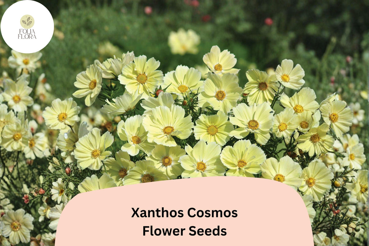 Xanthos Cosmos Seeds | Pale Yellow Flowers | Cosmos bipinnatus | Pollinator Garden, Easy to Grow, 200+ Seeds