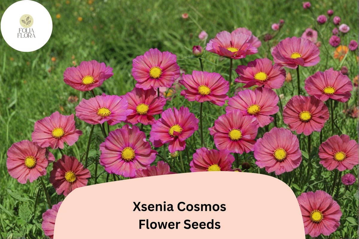 Xsenia Cosmos Seeds | Peach Pink Cosmos bipinnatus | Pollinator-Friendly Annual for Gardens & Cut Flowers, 200+ Seeds