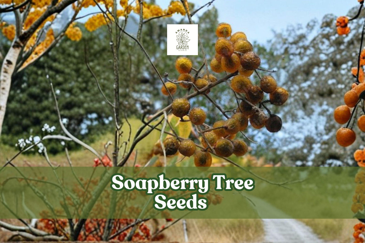 Soapberry Tree Seeds, Sapindus saponaria, Eco-Friendly Ornamental Tree, Natural Soap Fruit, Drought-Tolerant, Full Sun