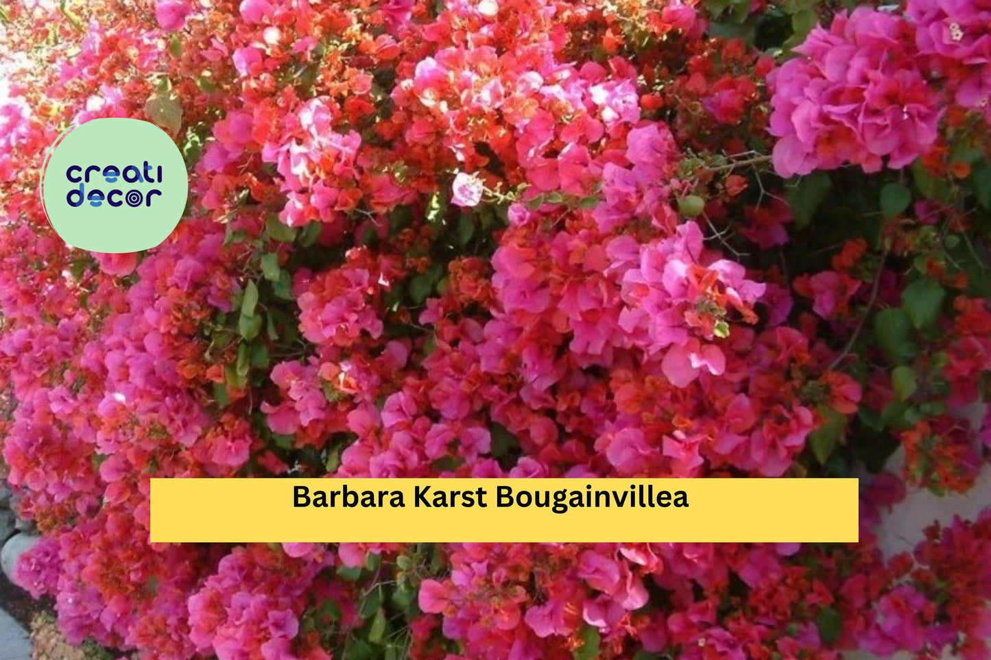 Barbara Karst Bougainvillea Bare Root Starter Plant – Vibrant Red-Pink Bracts, Tropical Flower Vine, Bougainvillea glabra 'Barbara Karst'