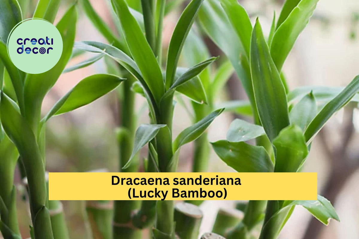 Lucky Bamboo Stalks – 3 Pack (4”, 6”, 8”) – Dracaena sanderiana Indoor Plant for Feng Shui, Home & Office Decor