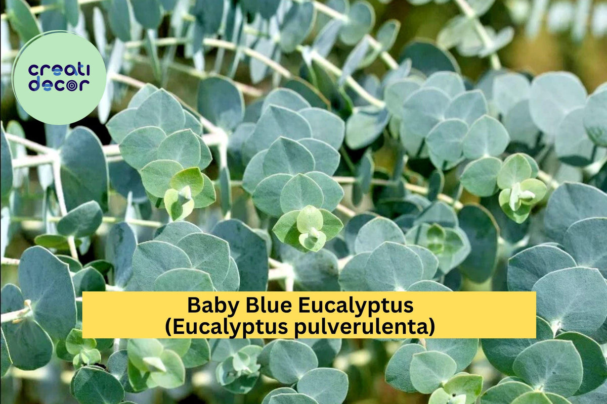 Baby Blue Eucalyptus Live Plant – Eucalyptus pulverulenta – Silver-Blue Foliage, Hardy, Drought-Tolerant for Garden, Patio, Floral Arrangements