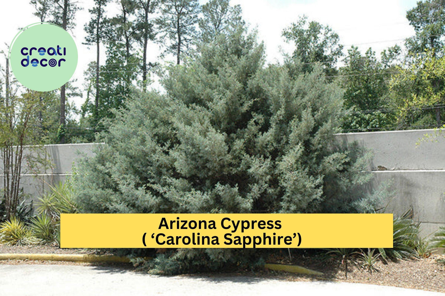 Arizona Cypress Tree Starter Plant – Cupressus arizonica ‘Carolina Sapphire’ – Evergreen Shrub for Hedges & Landscaping