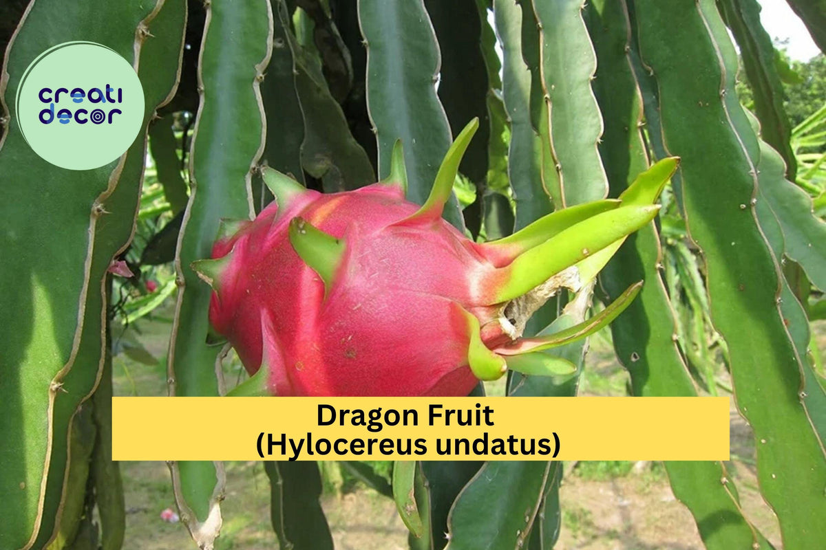 Dragon Fruit Plant – 4" Potted Hylocereus undatus White Pitaya Cactus for Indoor & Outdoor Growing
