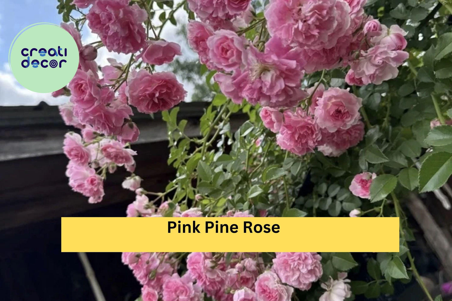 Pink Pine Climbing Rose Cuttings – Heirloom Rosa sp. Pink Fragrant Vintage Garden Rose Variety