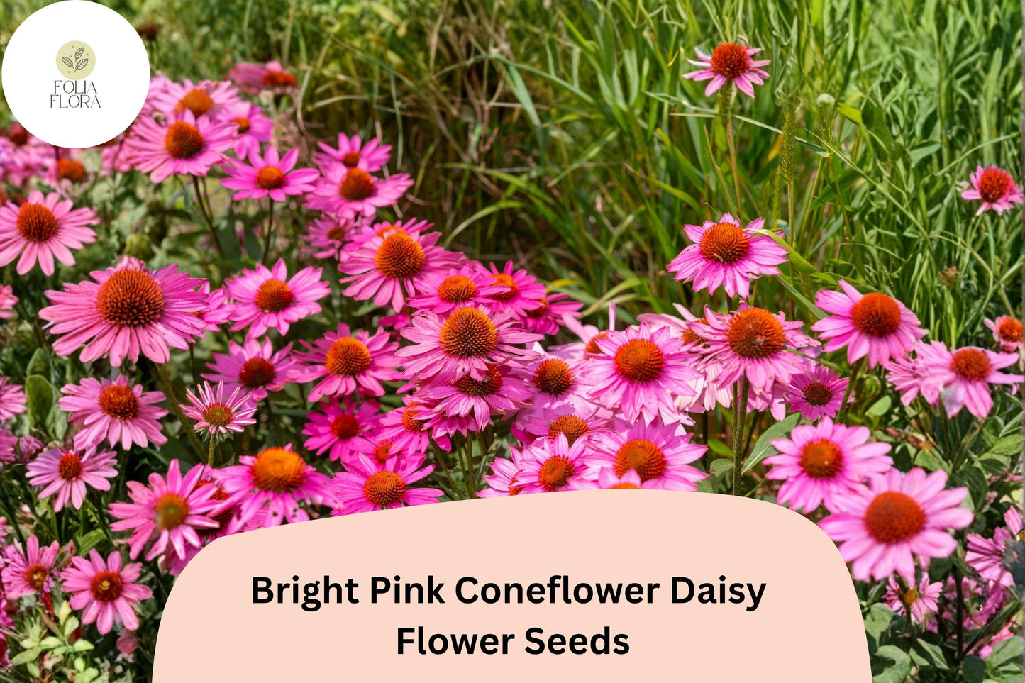 Bright Pink Coneflower Seeds, Echinacea purpurea, Perennial Flowers for Pollinator Gardens, 200+ Seeds