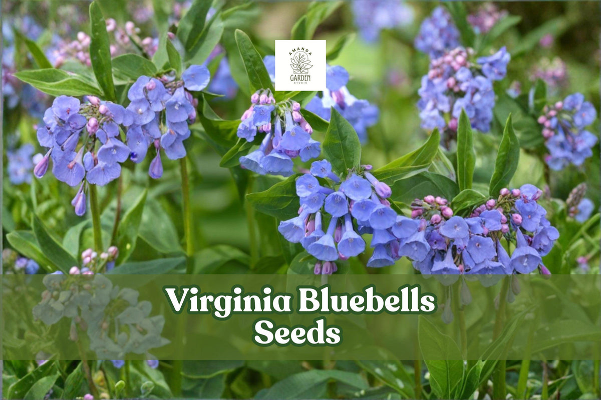 Virginia Bluebells Seeds | 10 Wildflower Seeds | Mertensia virginica | Native Perennial Shade Plant