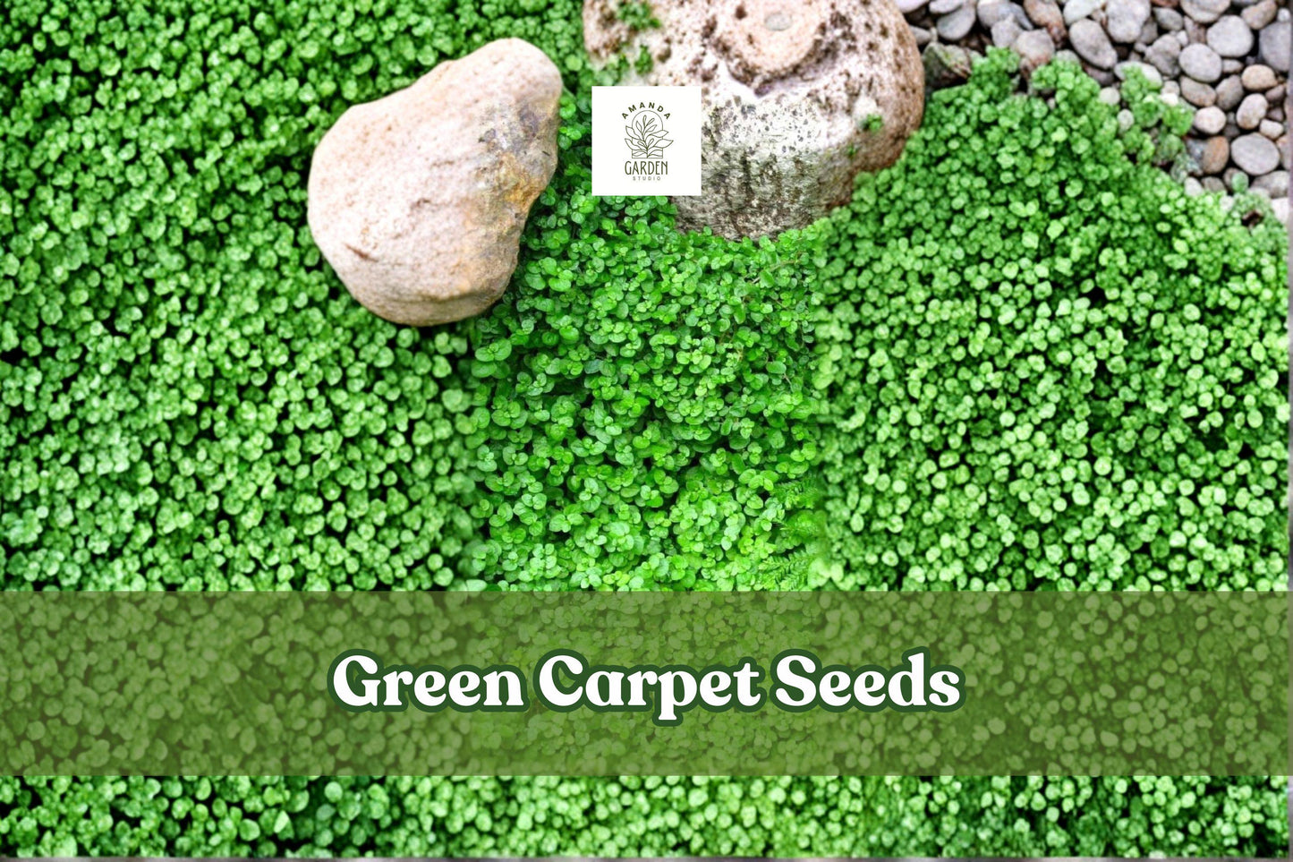 Green Carpet Seeds | Herniaria glabra | Drought-Tolerant Groundcover for Lawns & Gardens | Rupturewort Seeds