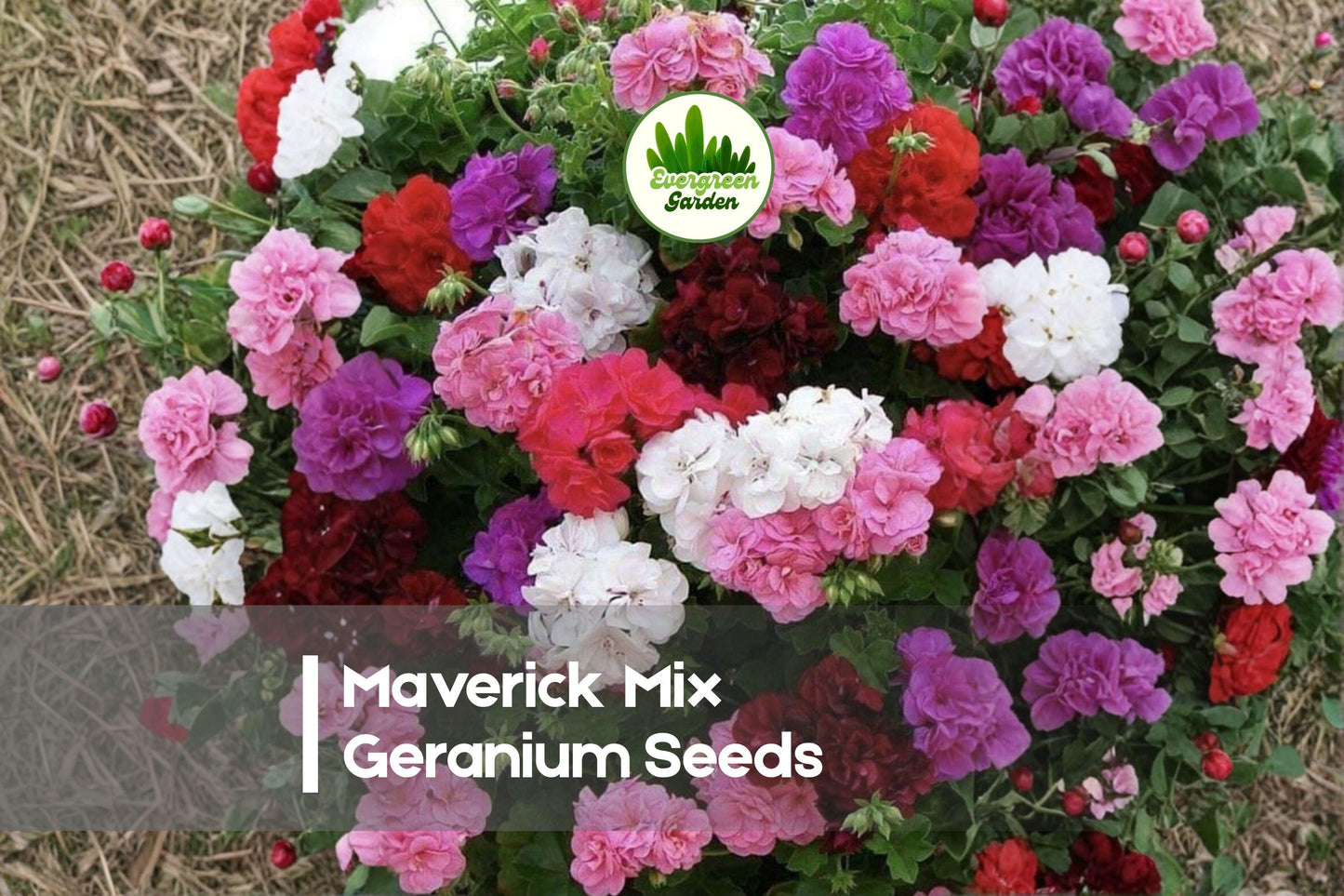 25+ Maverick Mix Geranium Seeds – Vibrant Pelargonium hortorum for Garden Beds, Containers & Borders