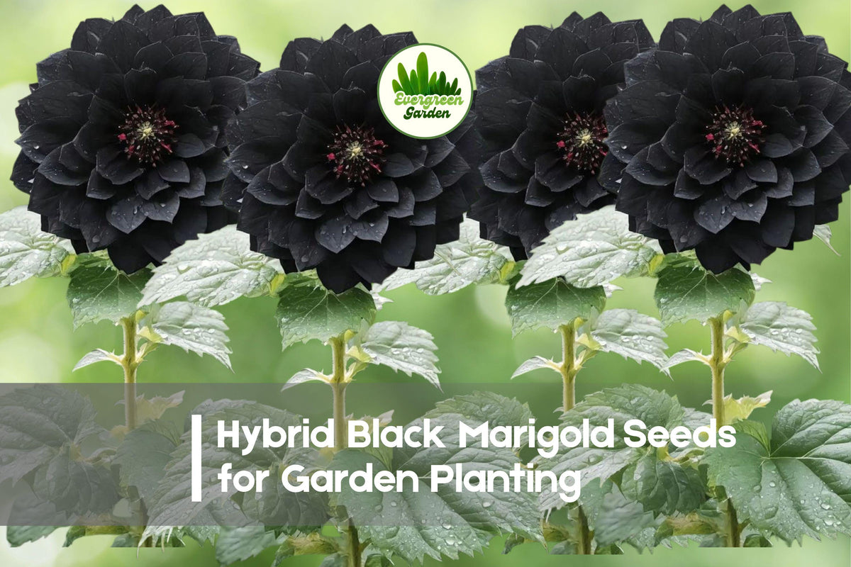 Hybrid Black Marigold Seeds, Tagetes erecta, Deep Burgundy to Near-Black Blooms, Annual Flower Seeds for Garden Beds & Containers