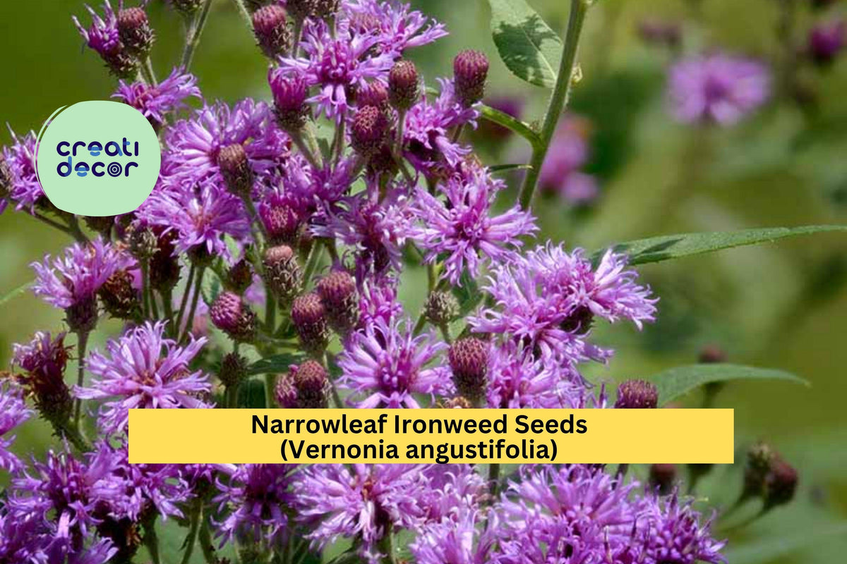 Narrowleaf Ironweed Seeds 100 Pack – Purple Wildflower for Pollinator Gardens & Meadow Landscaping – Vernonia angustifolia