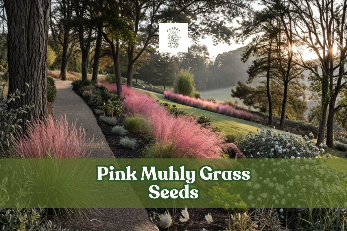 Pink Muhly Grass Seeds - Muhlenbergia capillaris, Drought Tolerant, Ornamental Grass, Pink Feathery Plumes, Perennial, 30 Seeds