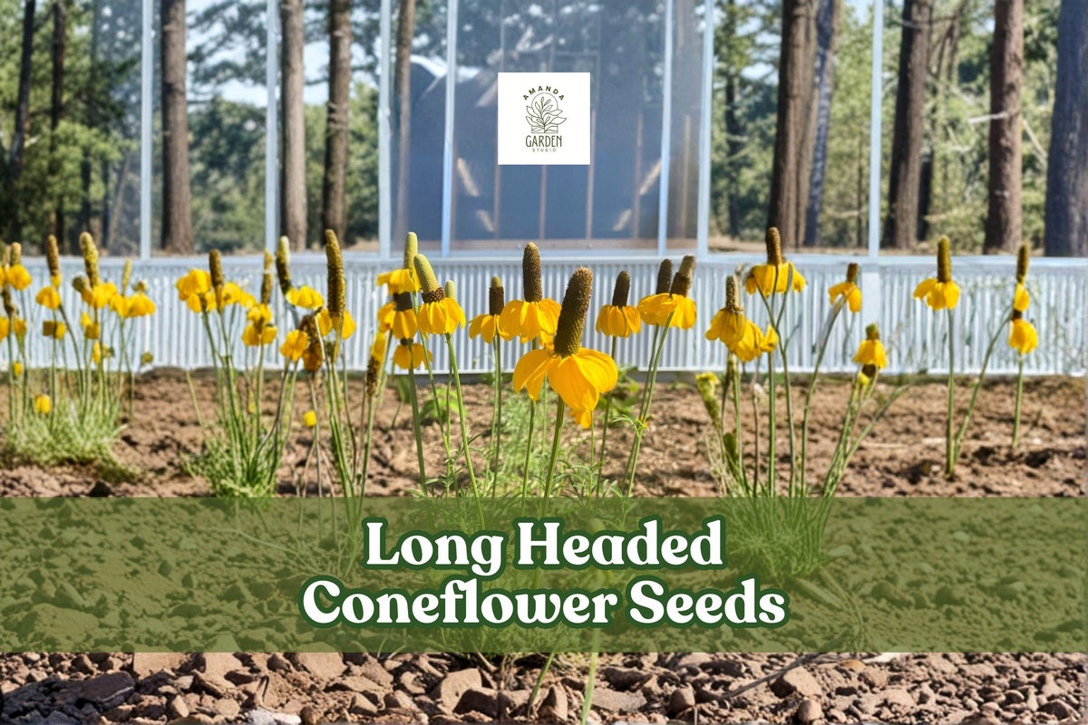 Long Headed Coneflower Seeds | Native Prairie Wildflower | Ratibida columnifera | Drought-Tolerant Pollinator-Friendly Perennial