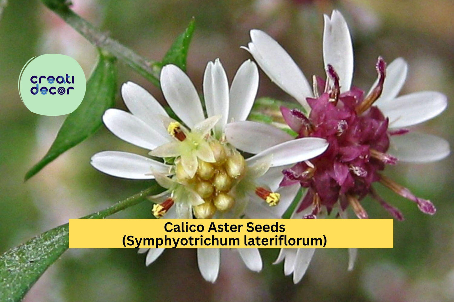 Calico Aster Seeds – Symphyotrichum lateriflorum – White Native Perennial Wildflower for Pollinator Gardens