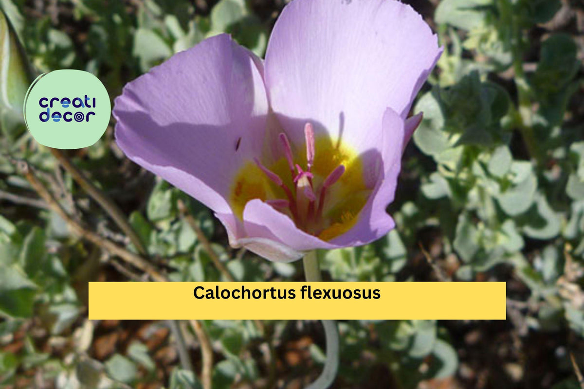 Calochortus flexuosus Seeds – Desert Mariposa Lily, Native Wildflower, Drought-Tolerant, Pink Blooms, Rare Perennial Bulb, 30 Seeds