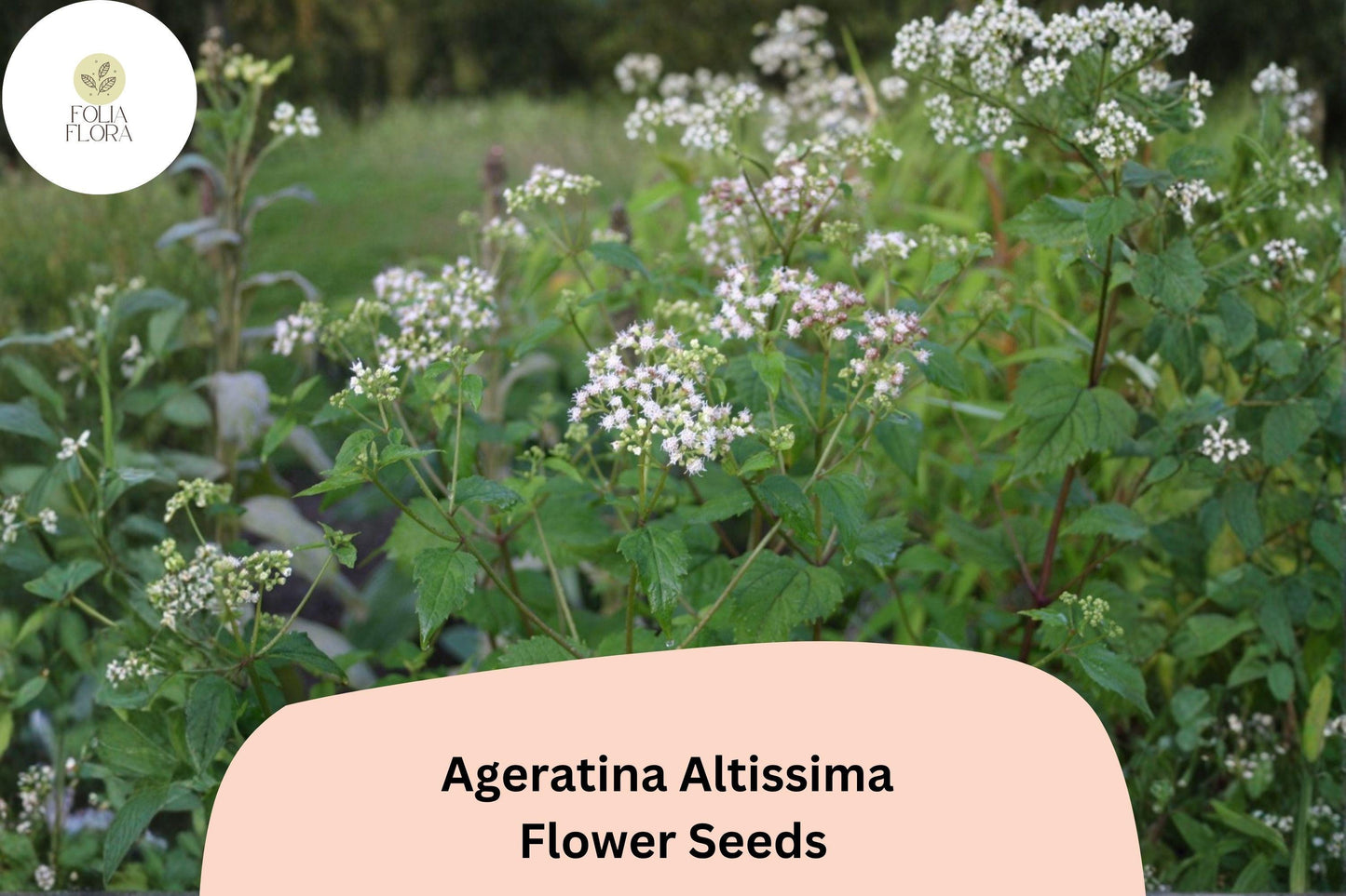 Ageratina altissima Seeds | White Snakeroot Perennial Wildflower for Shade Gardens | Native Pollinator Plant, 500 Seeds
