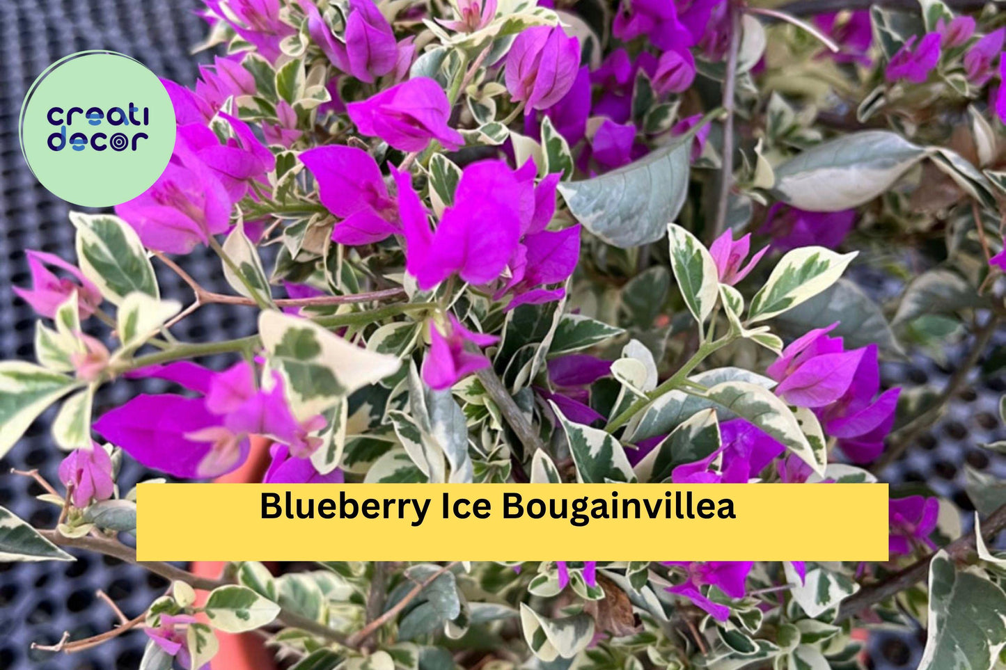 Blueberry Ice Bougainvillea Live Starter Plant – Variegated Purple-White Bracts – Tropical Climbing Vine – Bougainvillea glabra
