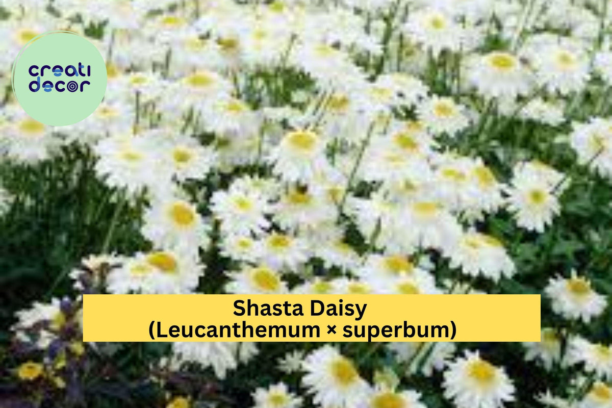 Shasta Daisy Plants – Leucanthemum × superbum – Set of 5 Bare Root Perennials with White Flowers for Garden Borders
