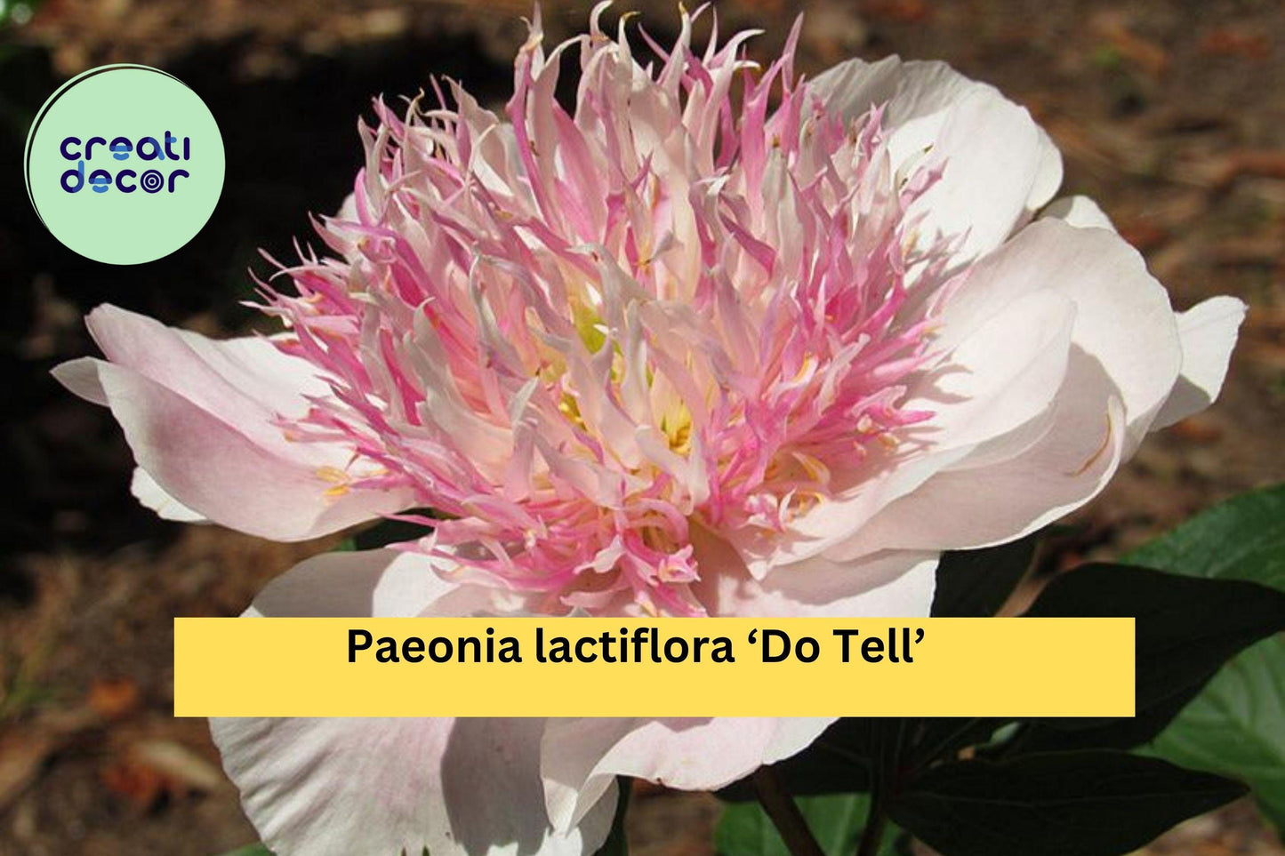 Do Tell Peony Bare Root – Pink Japanese Peony Flowering Root for Garden & Cut Flowers – Paeonia lactiflora