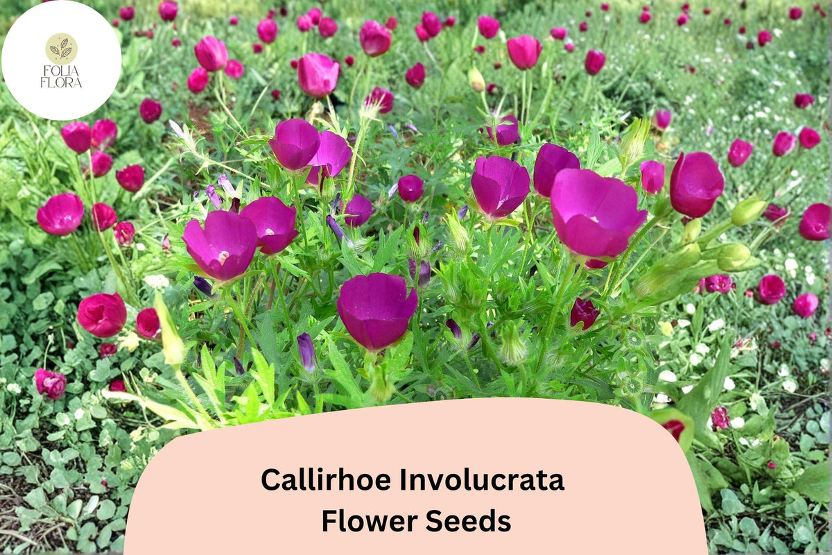 Callirhoe involucrata Seeds | Purple Poppy Mallow Wildflower | Native Perennial Groundcover | Drought-Tolerant, Bee & Butterfly Attracting