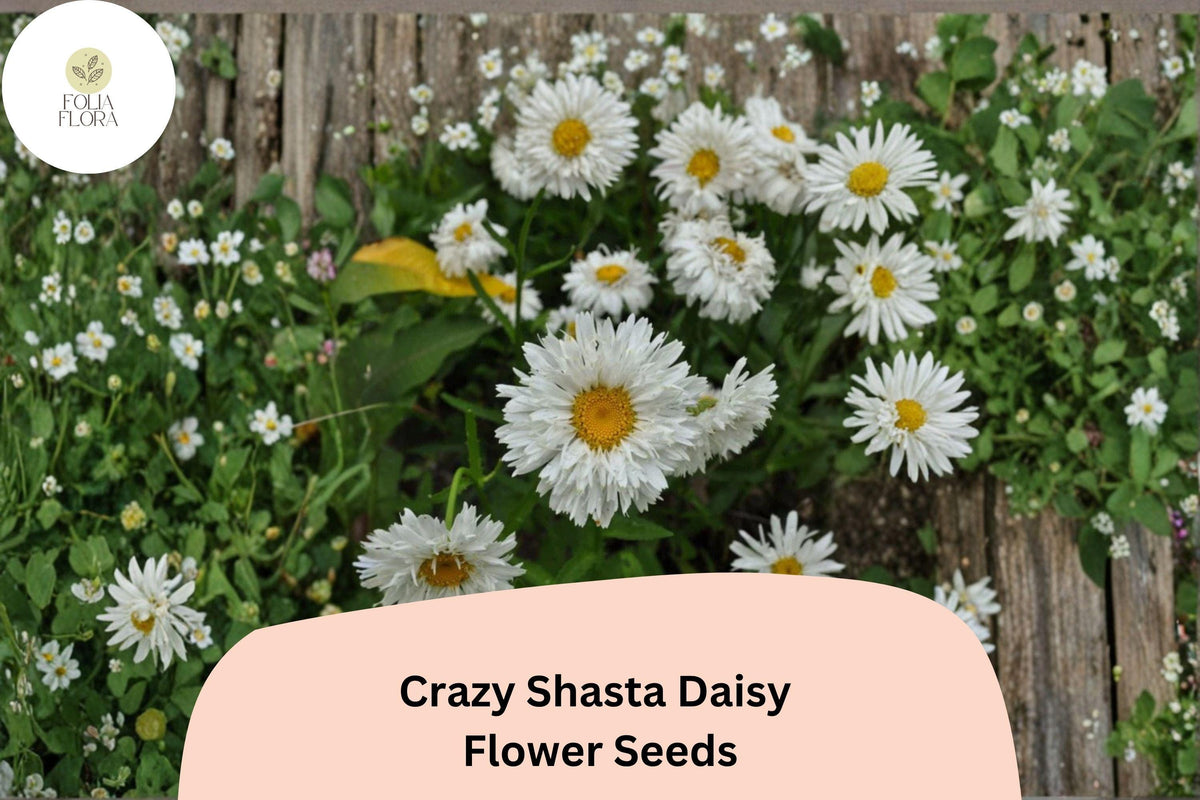 Crazy Shasta Daisy Seeds | Perennial White Flower Garden Blooms | Leucanthemum x superbum | Pollinator-Friendly