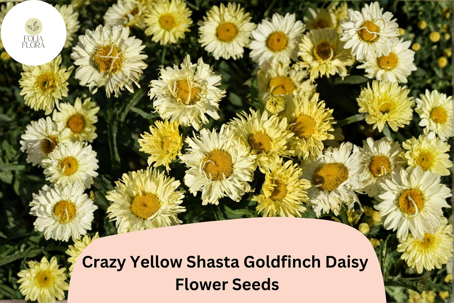 200+ Yellow Shasta Daisy Seeds | Leucanthemum x ‘Goldfinch’ Perennial Flower for Borders & Cut Flowers