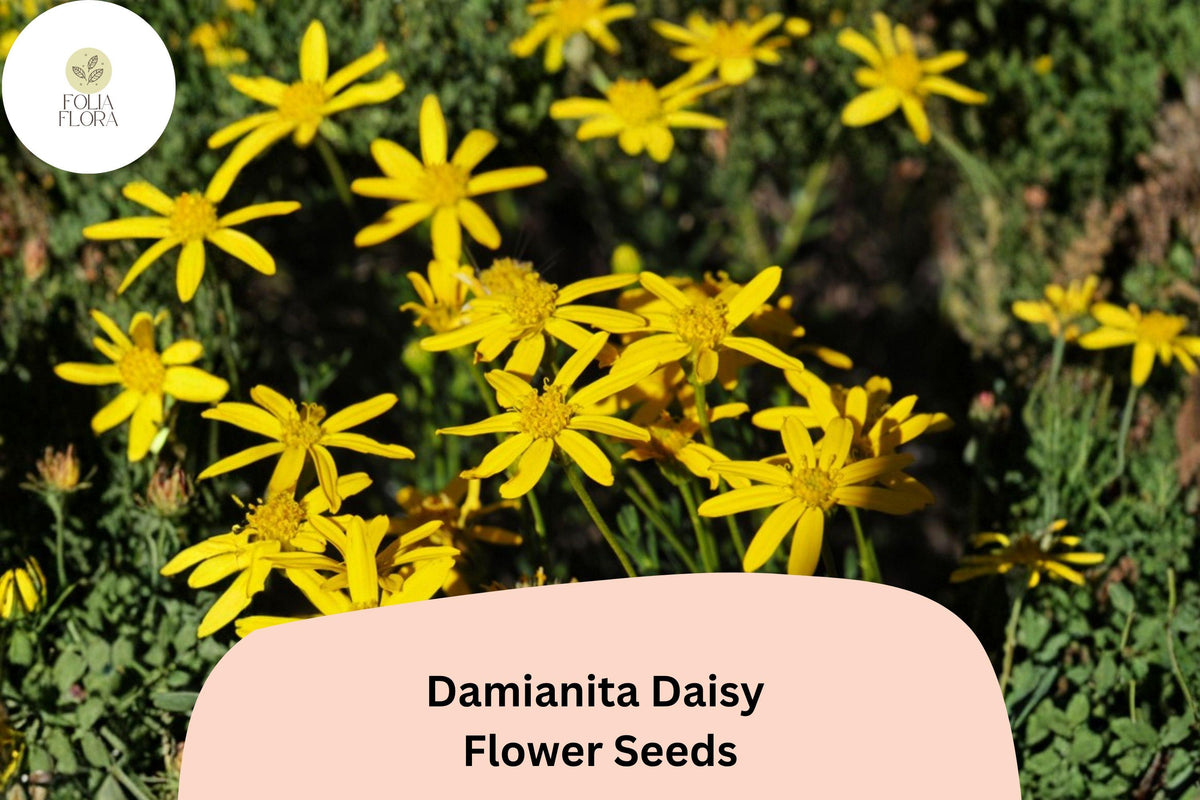 200+ Damianita Daisy Seeds | Chrysactinia mexicana | Drought-Tolerant Perennial with Golden-Yellow Blooms