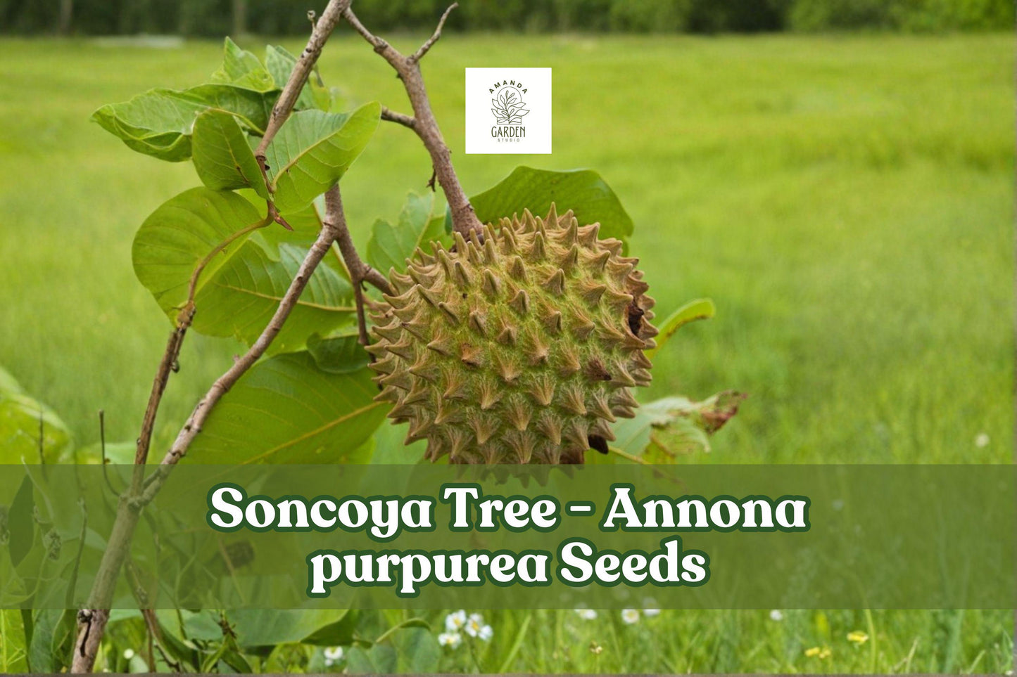 5 Soncoya Tree Seeds, Annona purpurea Tropical Fruit, Rare Exotic Fruit Tree Seeds for Warm Climates