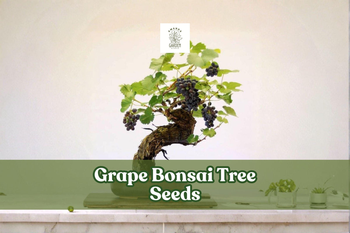 Grape Bonsai Tree Seeds – Vitis vinifera Miniature Vine for Bonsai, Patio, Garden Trellises, 50+ Seeds