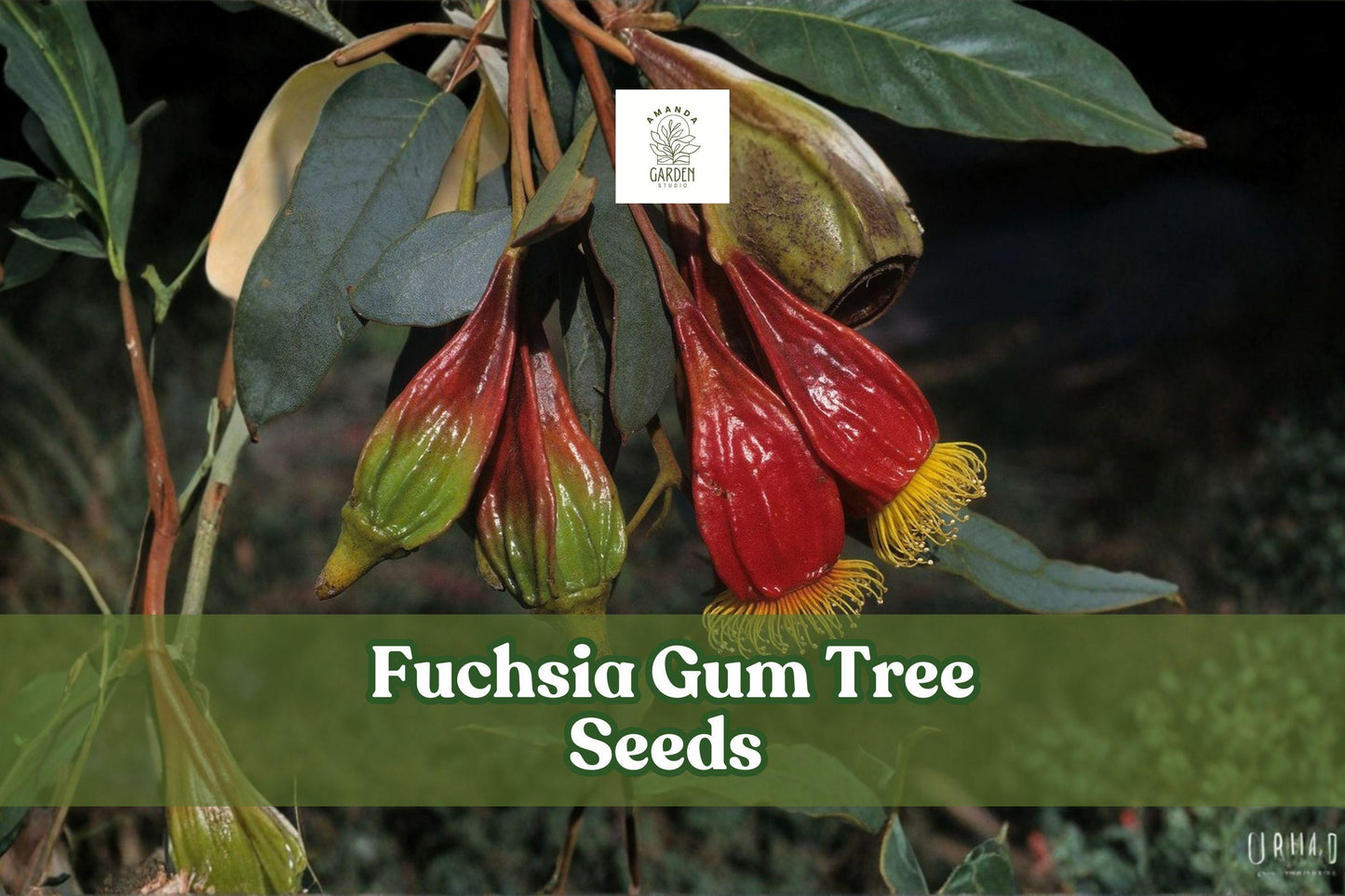 Fuchsia Gum Tree Seeds, Eucalyptus forrestiana, Ornamental Drought-Tolerant Shrubs, Bird-Attracting, 10 Seeds