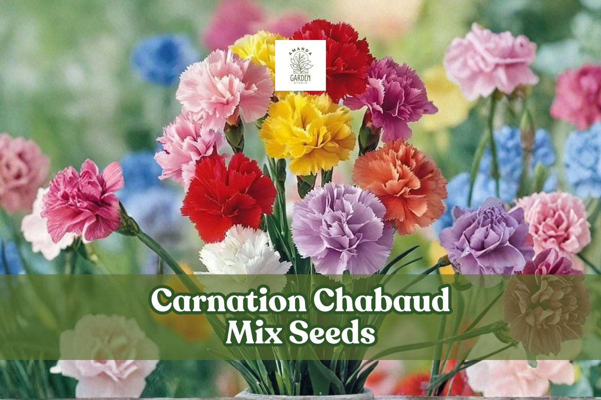 Carnation Seeds | Chabaud Mix Flower Seeds | Dianthus caryophyllus | Vibrant Pink, Red, White, Yellow