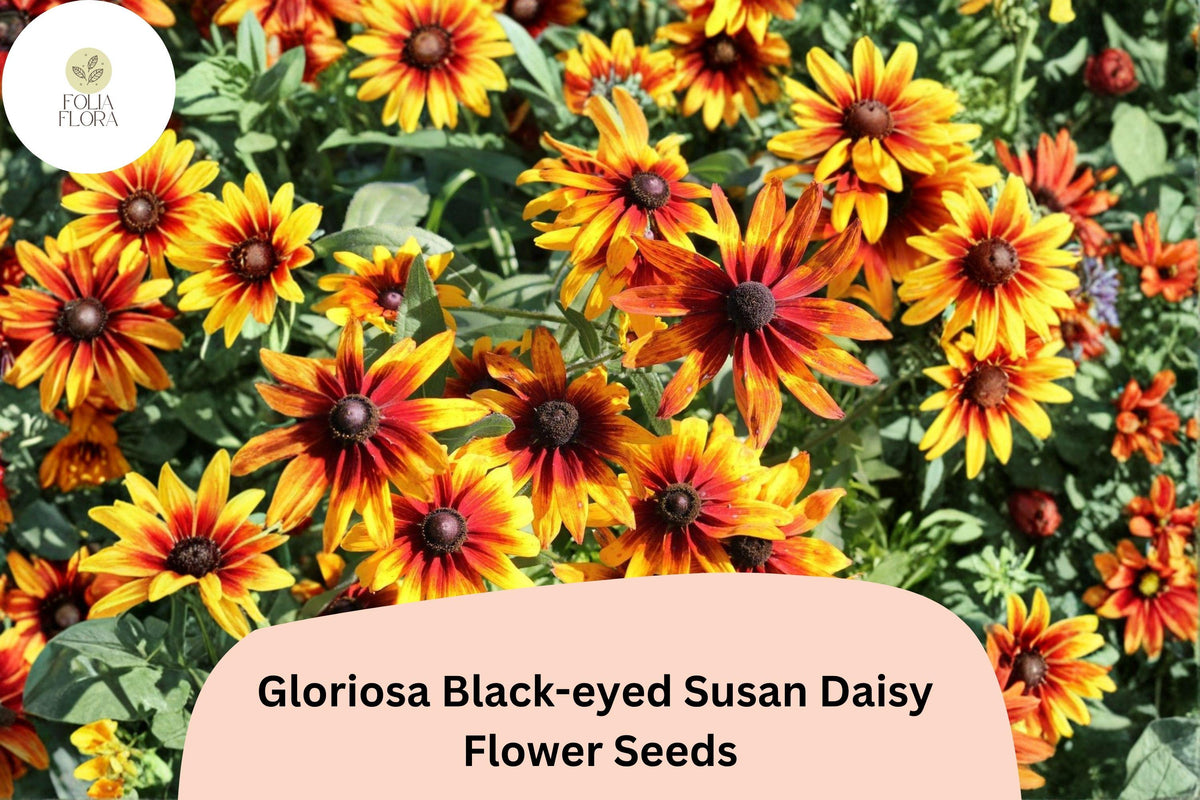 200+ Gloriosa Black-eyed Susan Daisy Seeds | Rudbeckia hirta | Yellow & Red Bicolor Blooms | Pollinator & Butterfly Garden