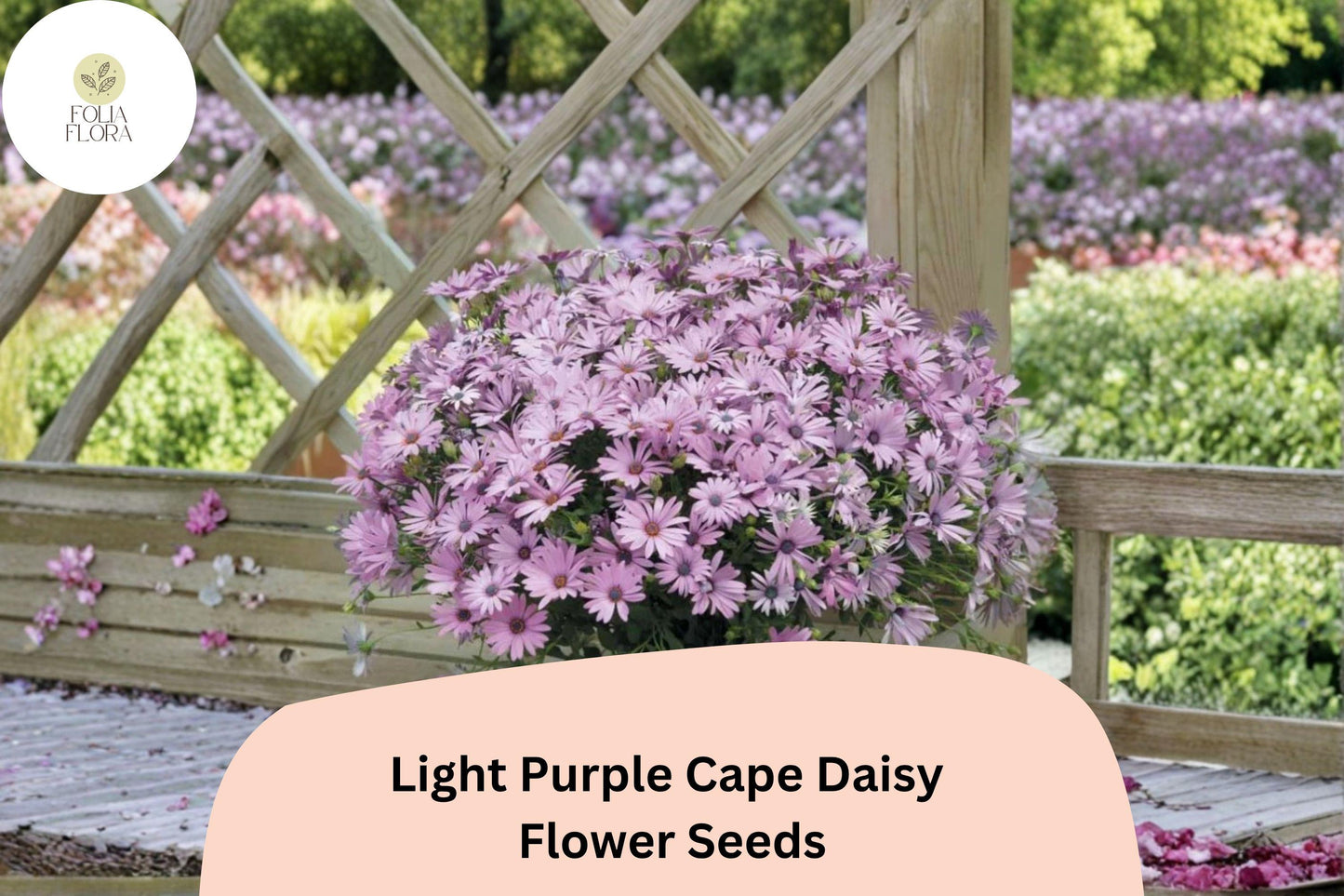 Light Purple Cape Daisy Seeds | African Daisy Osteospermum ecklonis | Lavender Flowers for Gardens & Containers