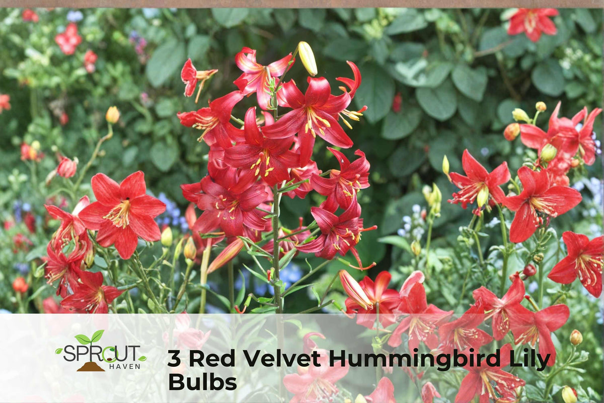 3 Red Velvet Hummingbird Lily Bulbs | Tall Perennial Flowering Plants with Red Blooms | Lycoris spp.