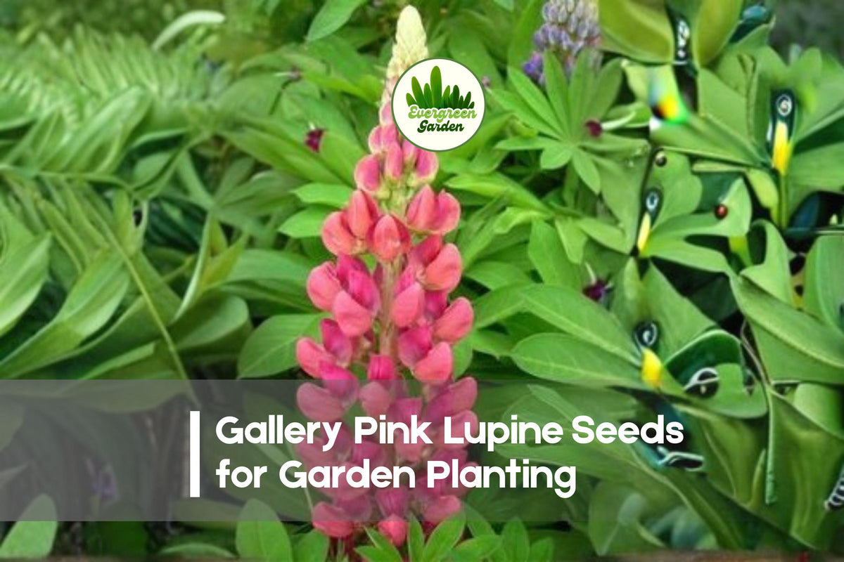 Gallery Pink Lupine Seeds, Perennial Flowering Plant, Soft Pink Blooms, Lupinus polyphyllus, 25+ Seeds