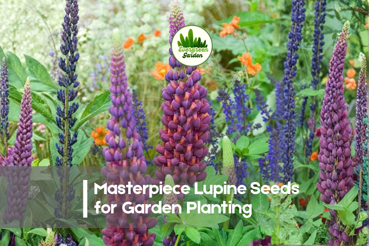 25+ Masterpiece Lupine Seeds – Perennial Flowering Plant, Deep Purple & Magenta Blooms, Lupinus polyphyllus, Cottage & Border Gardens