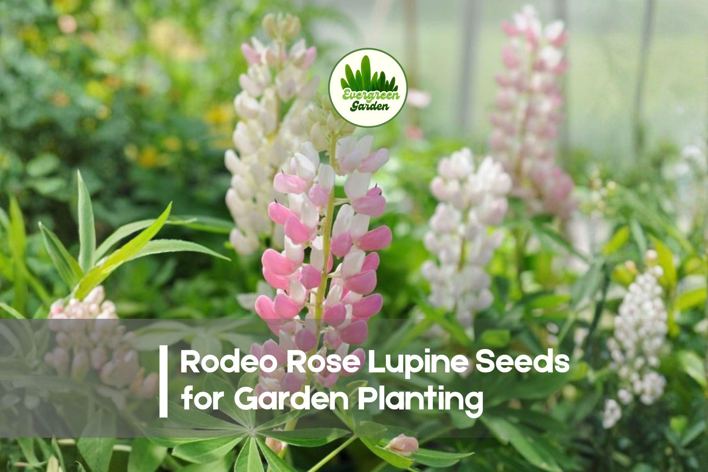 25+ Rodeo Rose Lupine Seeds – Deep Rose Pink Perennial Flowering Plant Lupinus polyphyllus for Borders & Pollinator Gardens